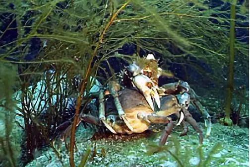 帝王蟹是螃蟹吗（帝王蟹属于什么科目）